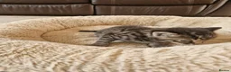 Mixed Breed cats for sale: Beautiful Domestic Shorthair Male Kitten - Advert 8