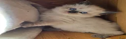 Ragdoll cats for sale: Amazingly Forward Chunky Confident Ragdoll Babies  in Bexhill-on-Sea - Advert 11