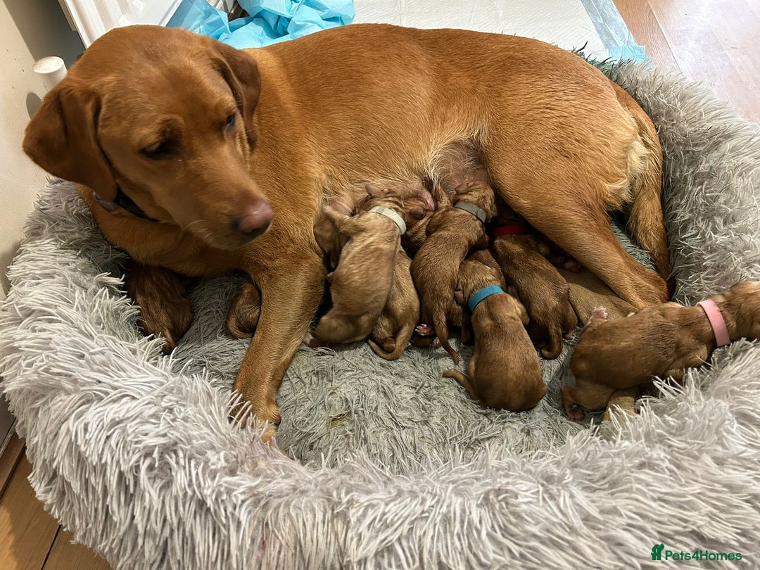 Labrador Retriever dogs for sale: KC Fox Red Labrador Pups - Health tested - Image 4