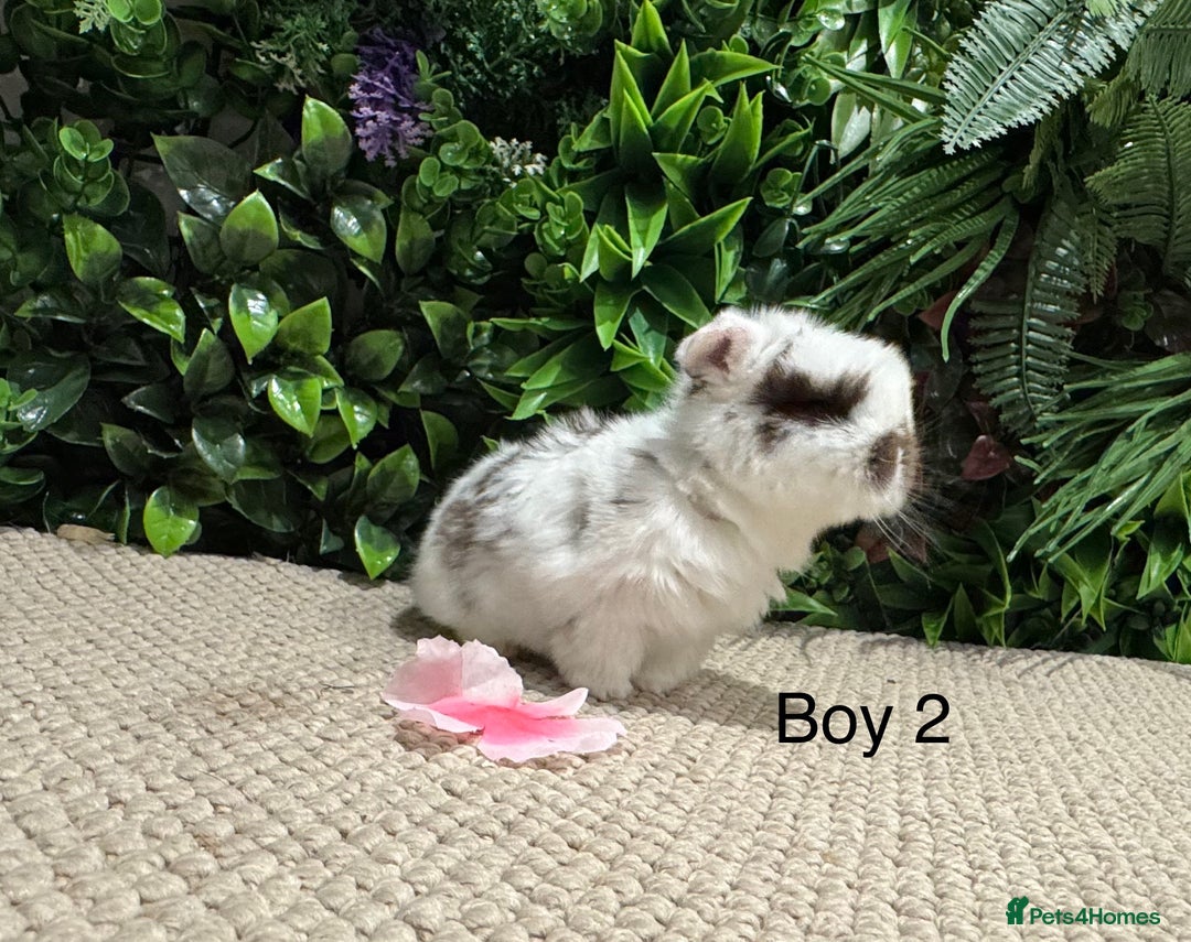 Mini Lop rabbits for sale: ⭐️ pure bred mini lops ⭐️ ready 27th dec - Advert 6