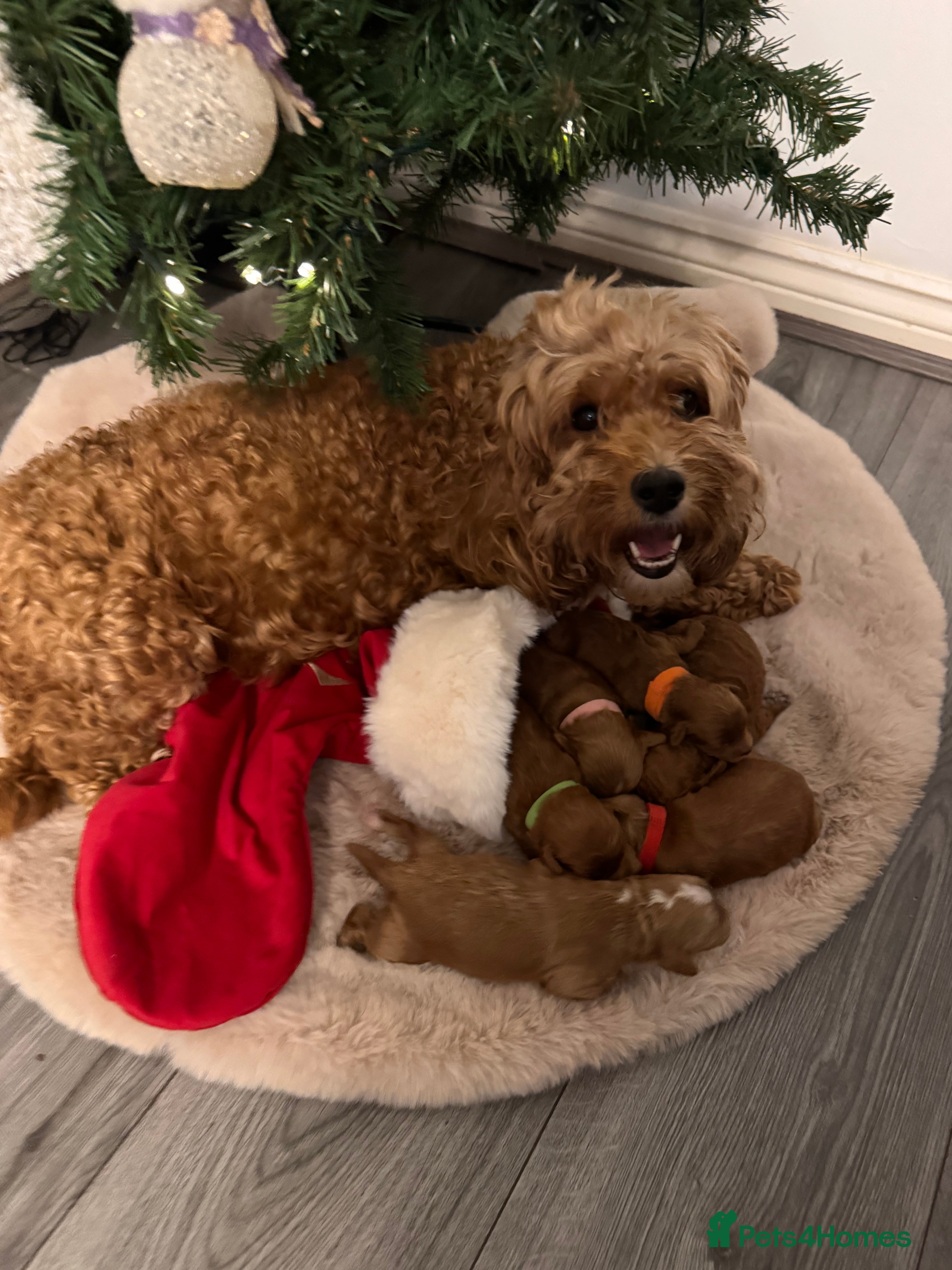 Cockapoo dogs  F1b Miniature Cockapoo Puppies fox red colour  - Advert 15