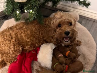 Cockapoo dogs F1b Miniature Cockapoo Puppies fox red colour - Advert 3