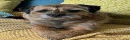 Border Terrier dogs for sale: KC REGISTERED SLEM CLEAR PUPPIES - Advert 2