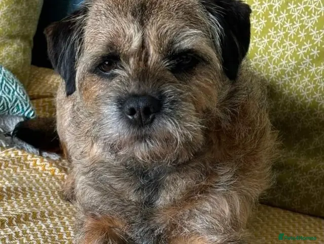 Border Terrier dogs for sale: KC REGISTERED SLEM CLEAR PUPPIES - Advert 2