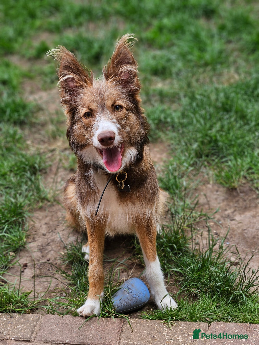Border Collie dogs for sale: 8 Month Old Border Collie - Koa - Image 11