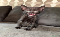 Bengal cats for sale: Kittens - Image 19