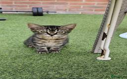 Maine Coon cats for sale: Females kittens ready for their forever home  - Image 1