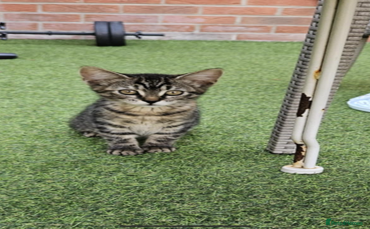 Maine Coon cats - Advert 1