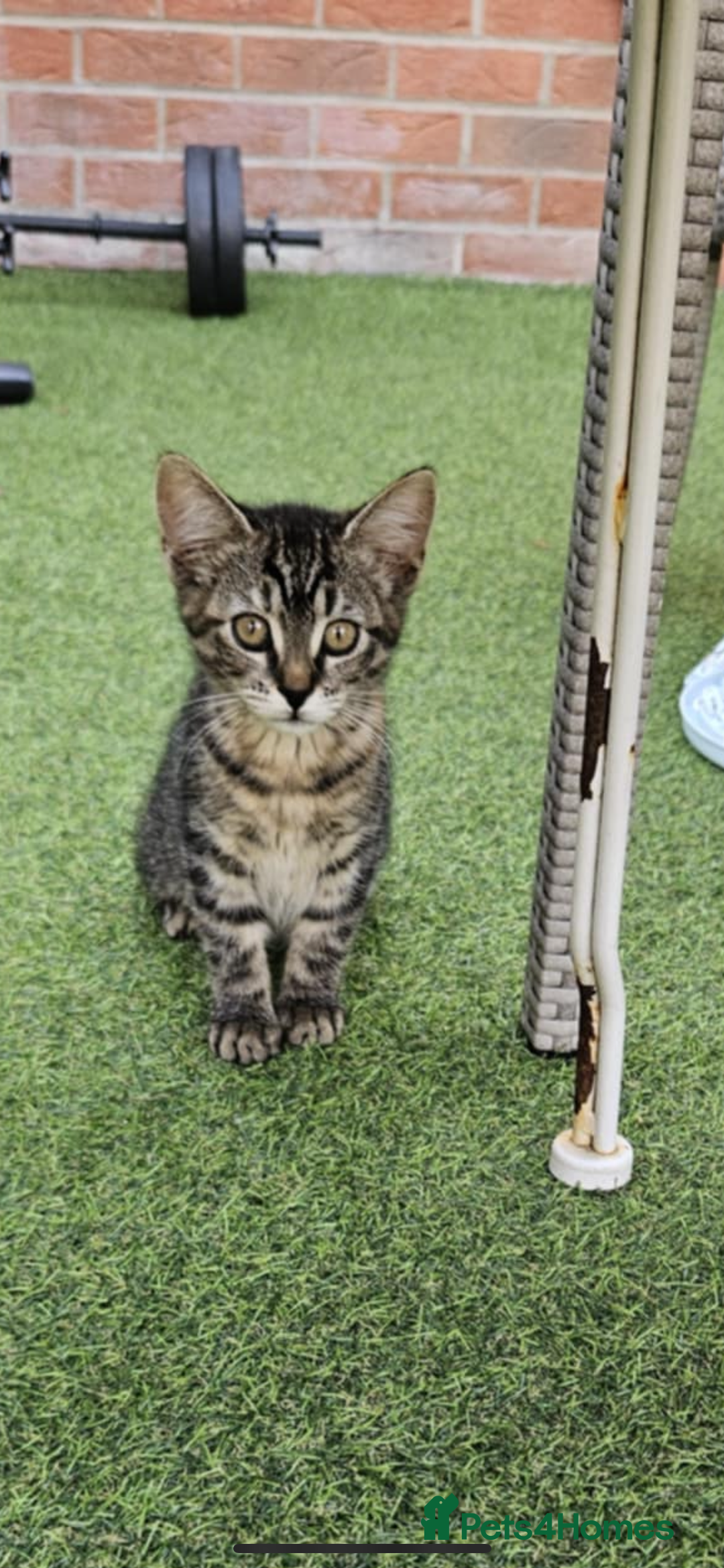 Maine Coon cats for sale: Females kittens ready for their forever home  - Image 1