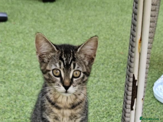 Maine Coon cats - Advert 27