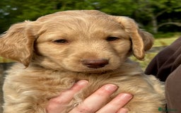 Labradoodle dogs for sale: Beautiful Puppies Ready for the Summer Holidays - Image 2