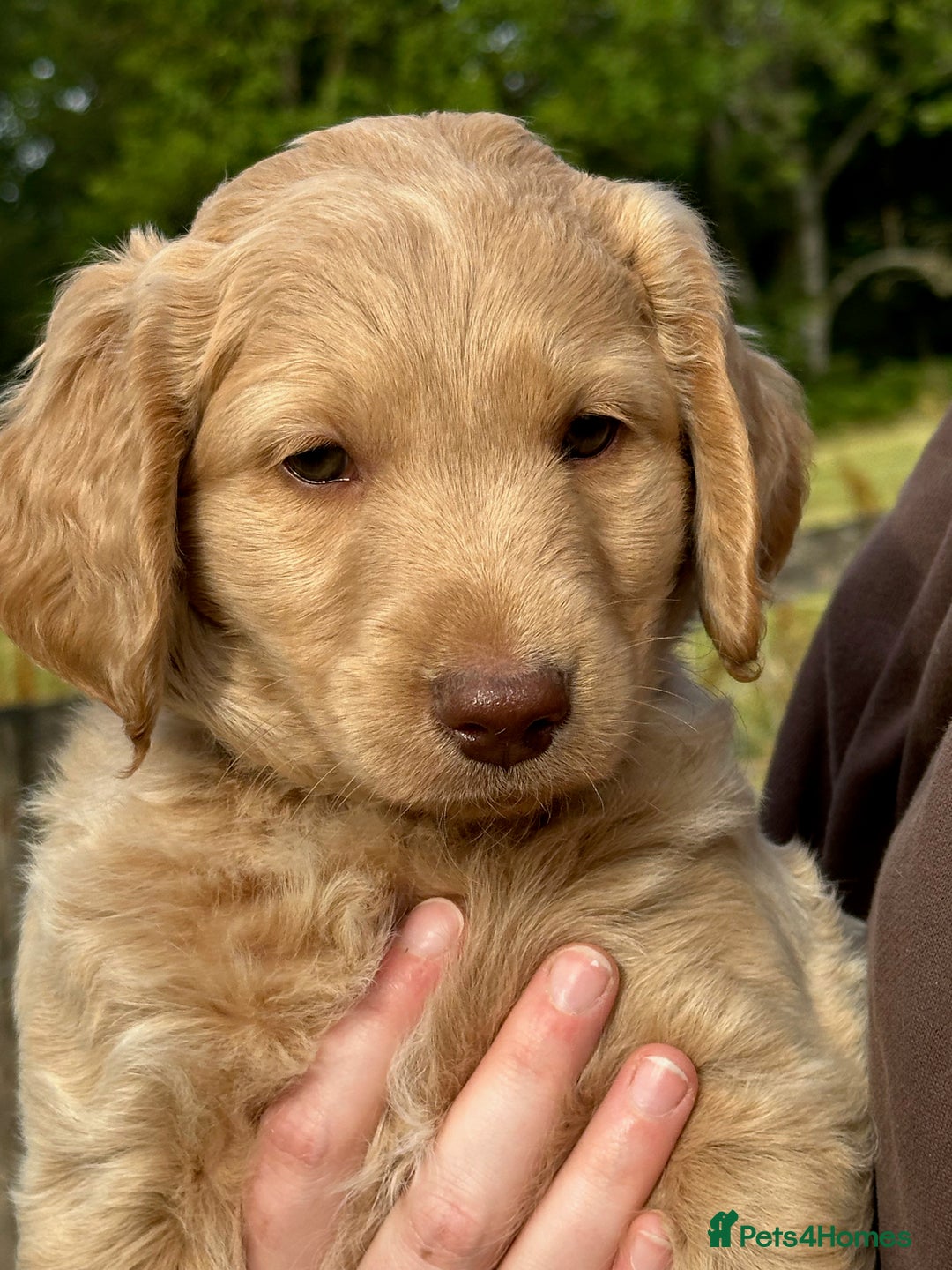 Labradoodle dogs for sale: Beautiful Puppies Ready for the Summer Holidays - Image 2