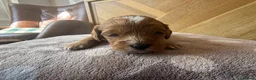 Cavapoo dogs for sale: Beautiful apricot cavapoos PRICE REDUCED £1900 - Advert 18