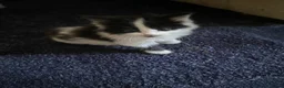 Mixed Breed cats for sale: 3 kittens for sale - Advert 8