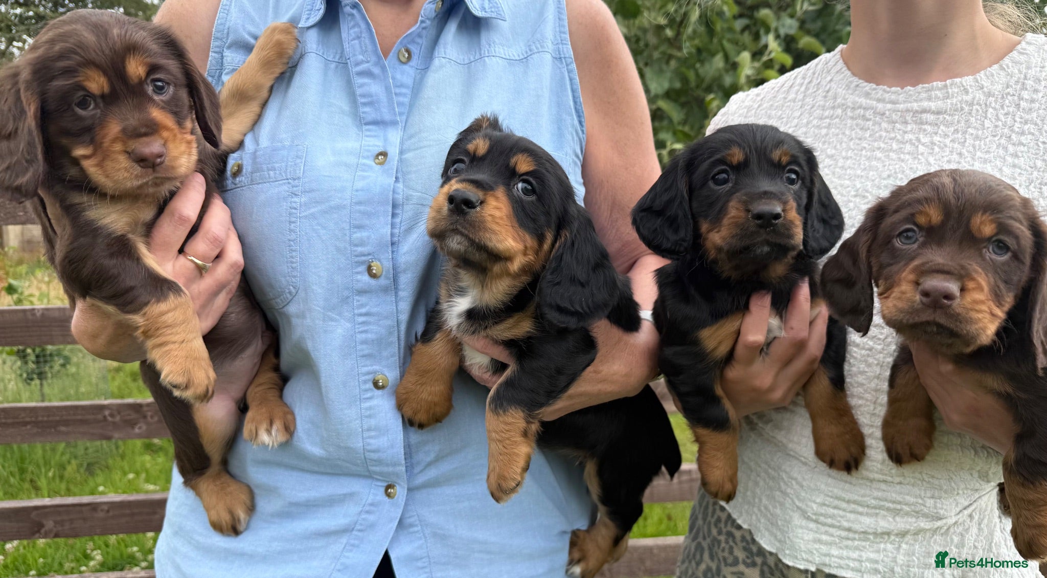 Cocker Spaniel dogs Working Cocker Spaniel Puppies - Advert 2