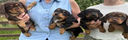Cocker Spaniel dogs for sale: Working Cocker Spaniel Puppies - Advert 2