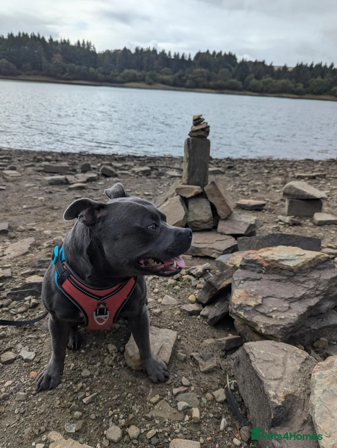 Staffordshire Bull Terrier dogs for stud: Blue Staffordshire bull terrier. Unproven in Skelmersdale - Advert 2