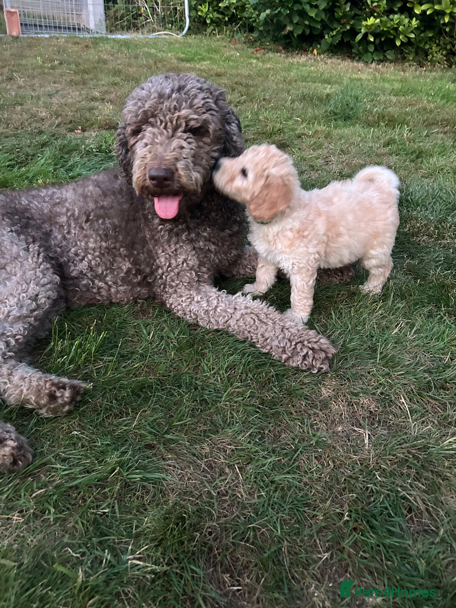 Labradoodle dogs Rare multi generational labradoodle Puppies - Advert 1