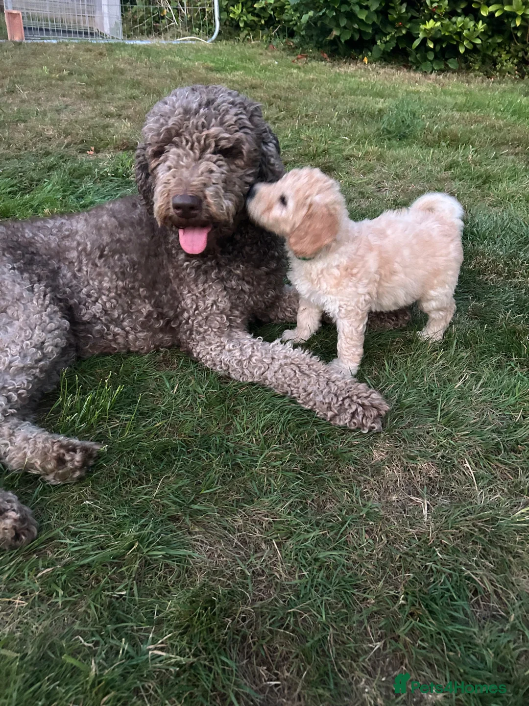 Labradoodle dogs for sale: Rare multi generational labradoodle Puppies - Advert 1