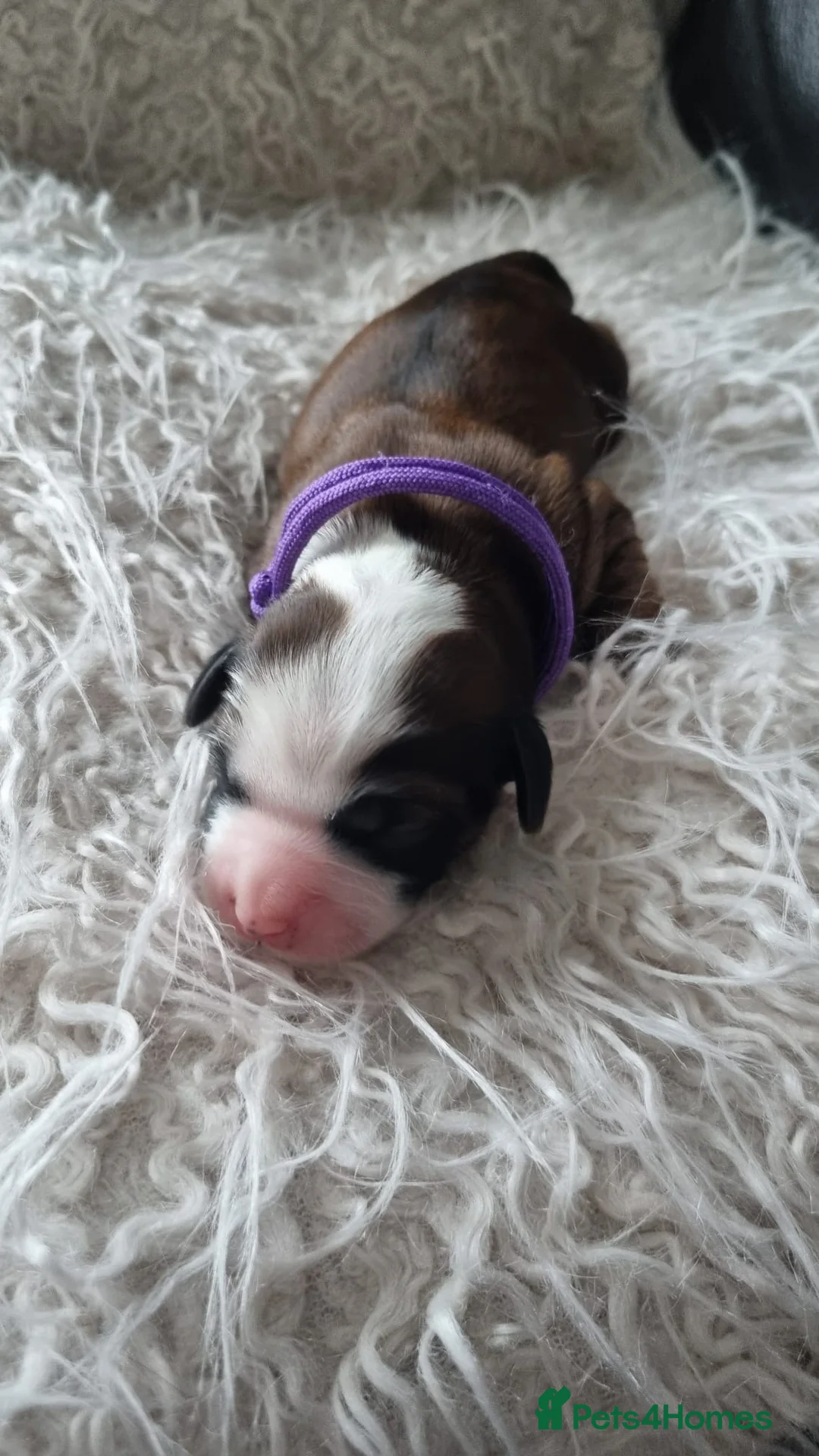 Tibetan Terrier dogs for sale: Stunning Tibetan Terrier Puppies  - Advert 4