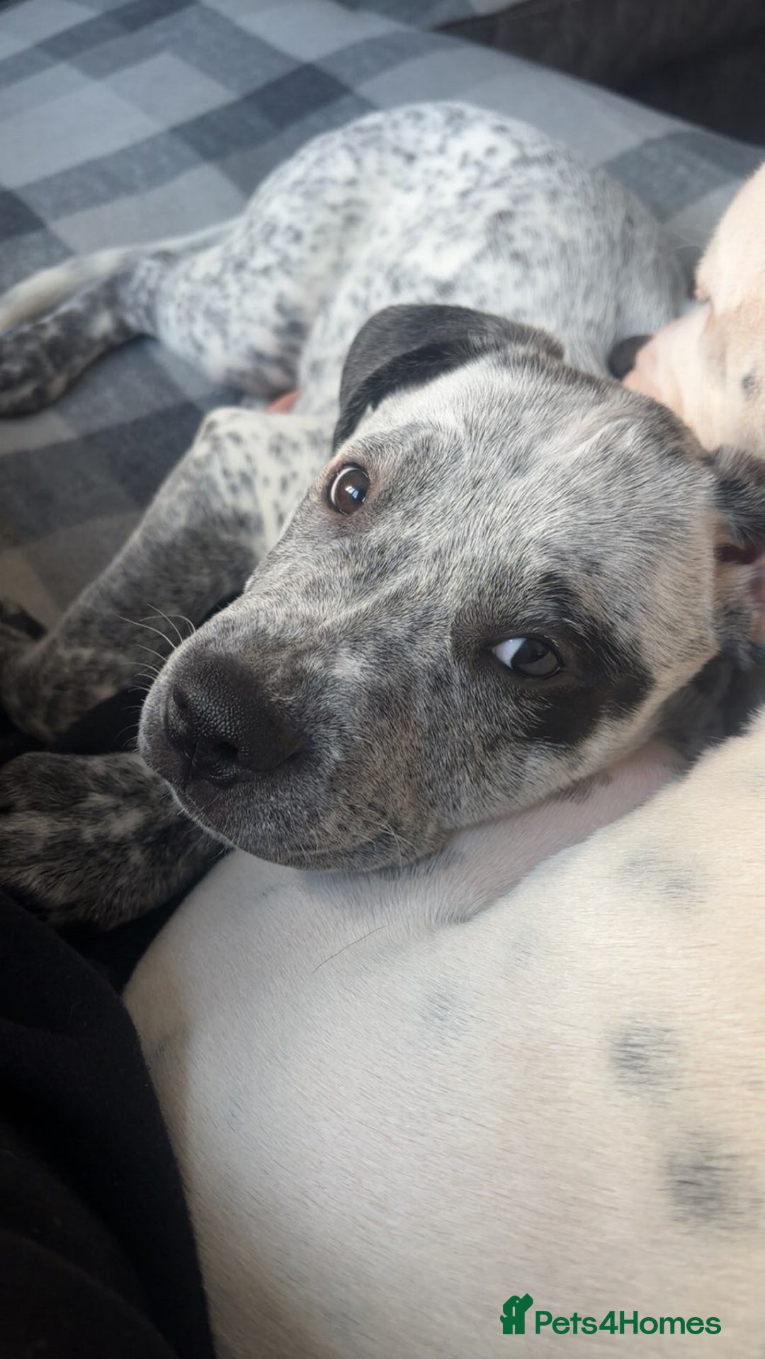 Mixed Breed dogs for sale: prince  - Image 3