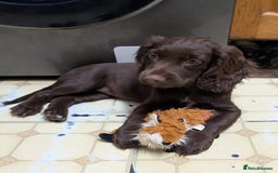 Cocker Spaniel dogs for sale: 3 Girls Looking For Loving Homes - Image 14