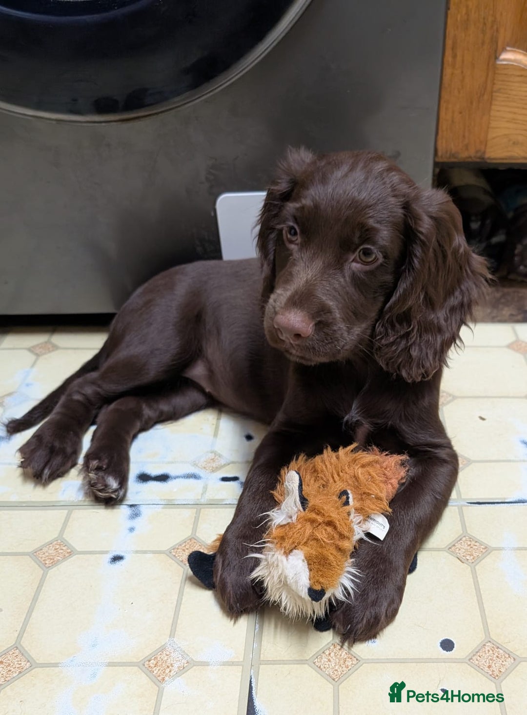 Cocker Spaniel dogs for sale: 3 Girls Looking For Loving Homes - Image 14