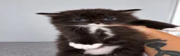 Persian cats for sale: Half Persian Kittens - Advert 15