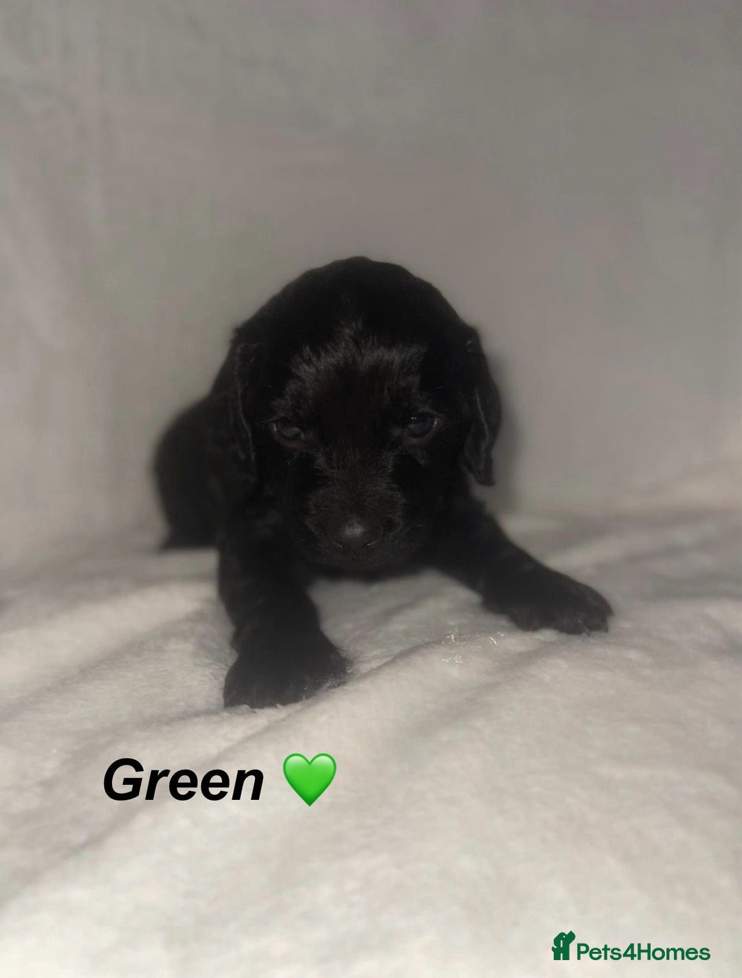 Cockapoo dogs for sale: Cockapoo Puppies Looking For Their Forever Homes💕 - Advert 4