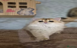 Scottish Fold cats for sale: I girl left! TICA reg. Scottish Fold ready to go - Image 11