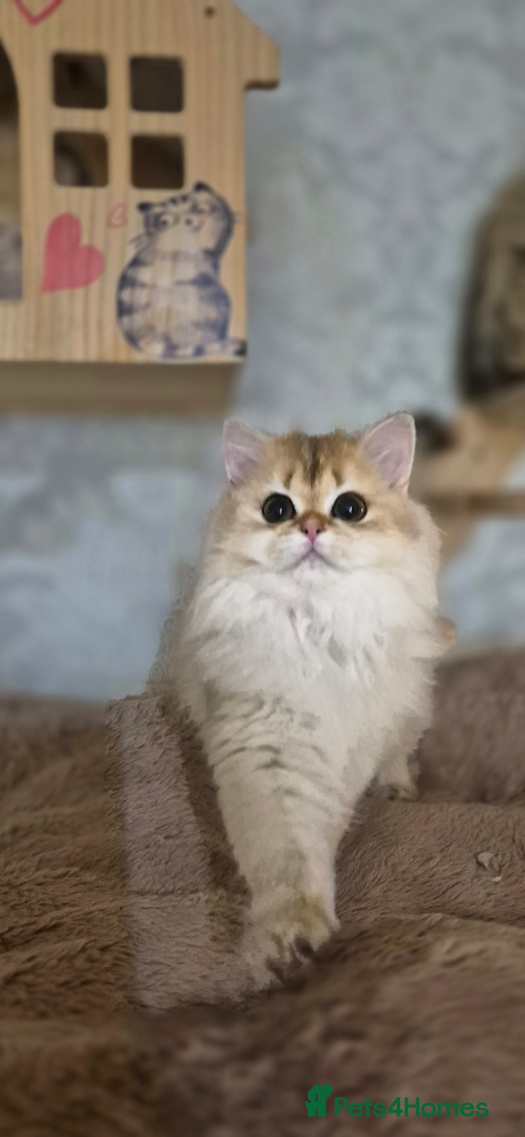 Scottish Fold cats for sale: I girl left! TICA reg. Scottish Fold ready to go - Image 11