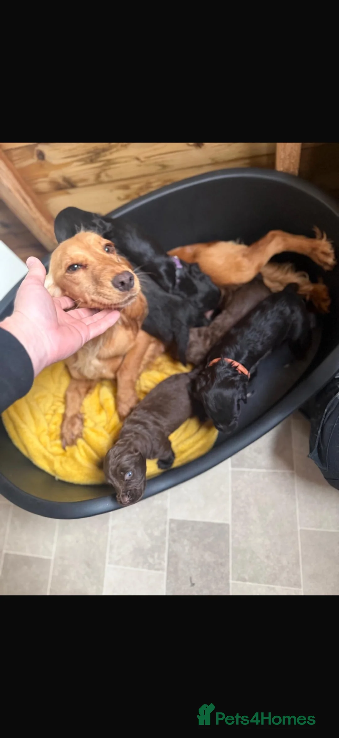 Cocker Spaniel dogs for sale: KC reg cocker spaniel puppies - Advert 1
