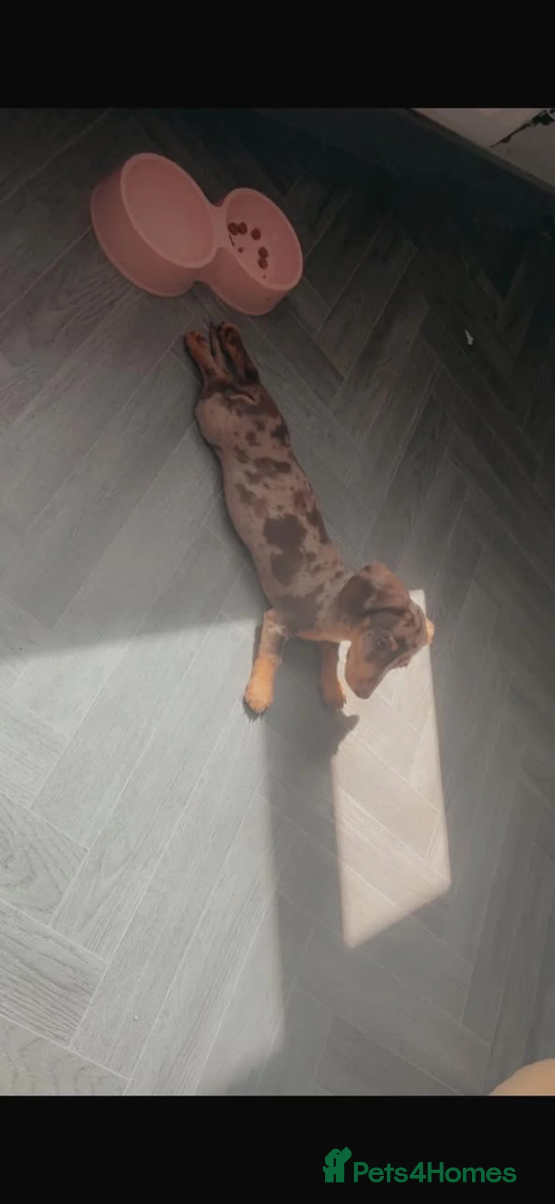 Dachshund dogs for sale: Female dashshund - Advert 1
