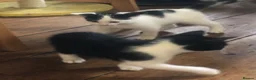 Domestic Shorthair cats for sale: Black and white domestic short hair boy kittens in Buxton - Advert 19