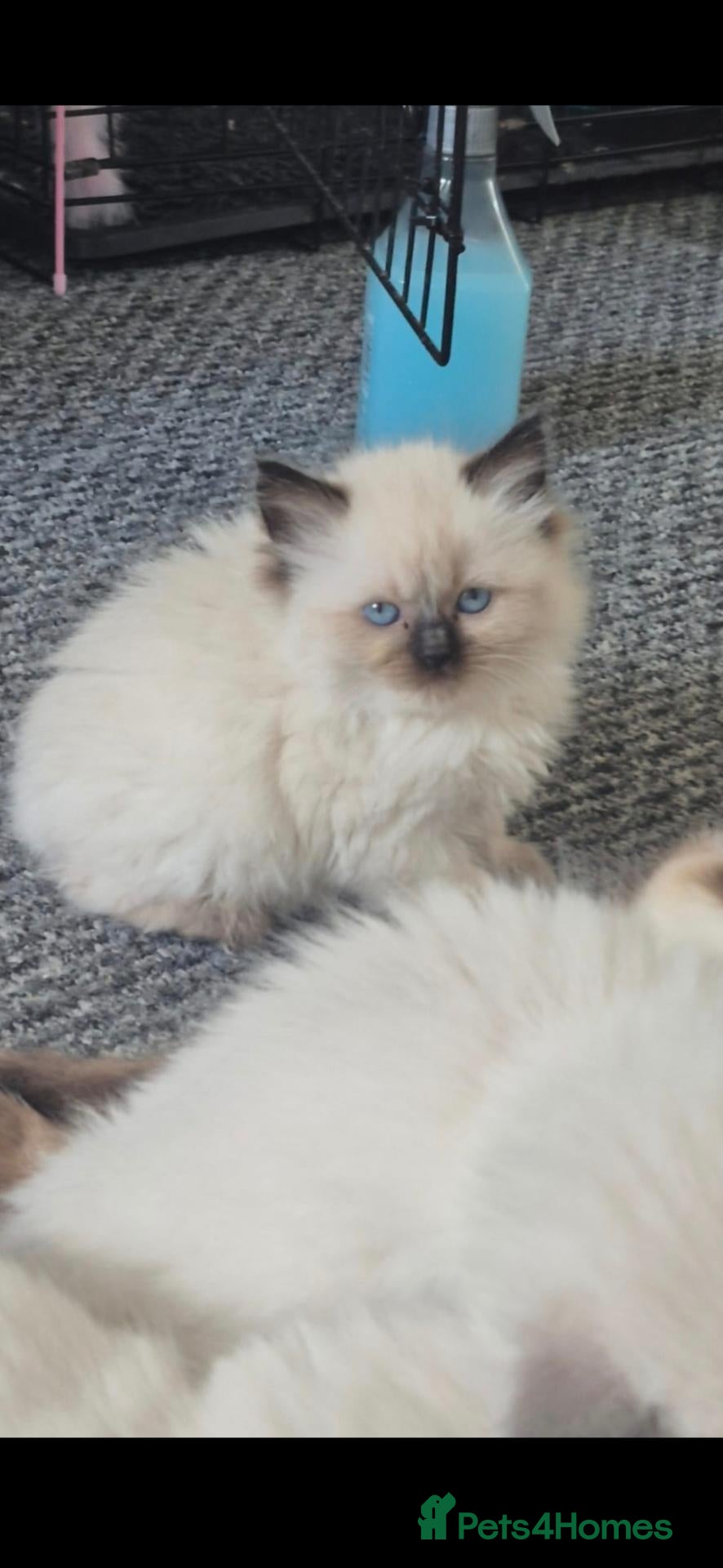 Ragdoll cats seal point Ragdoll female kitten  - Advert 3
