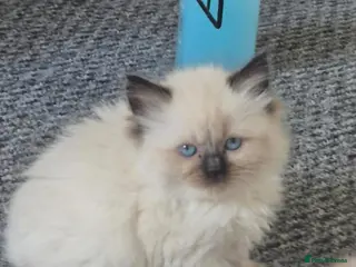 Ragdoll cats seal point Ragdoll female kitten - Advert 3