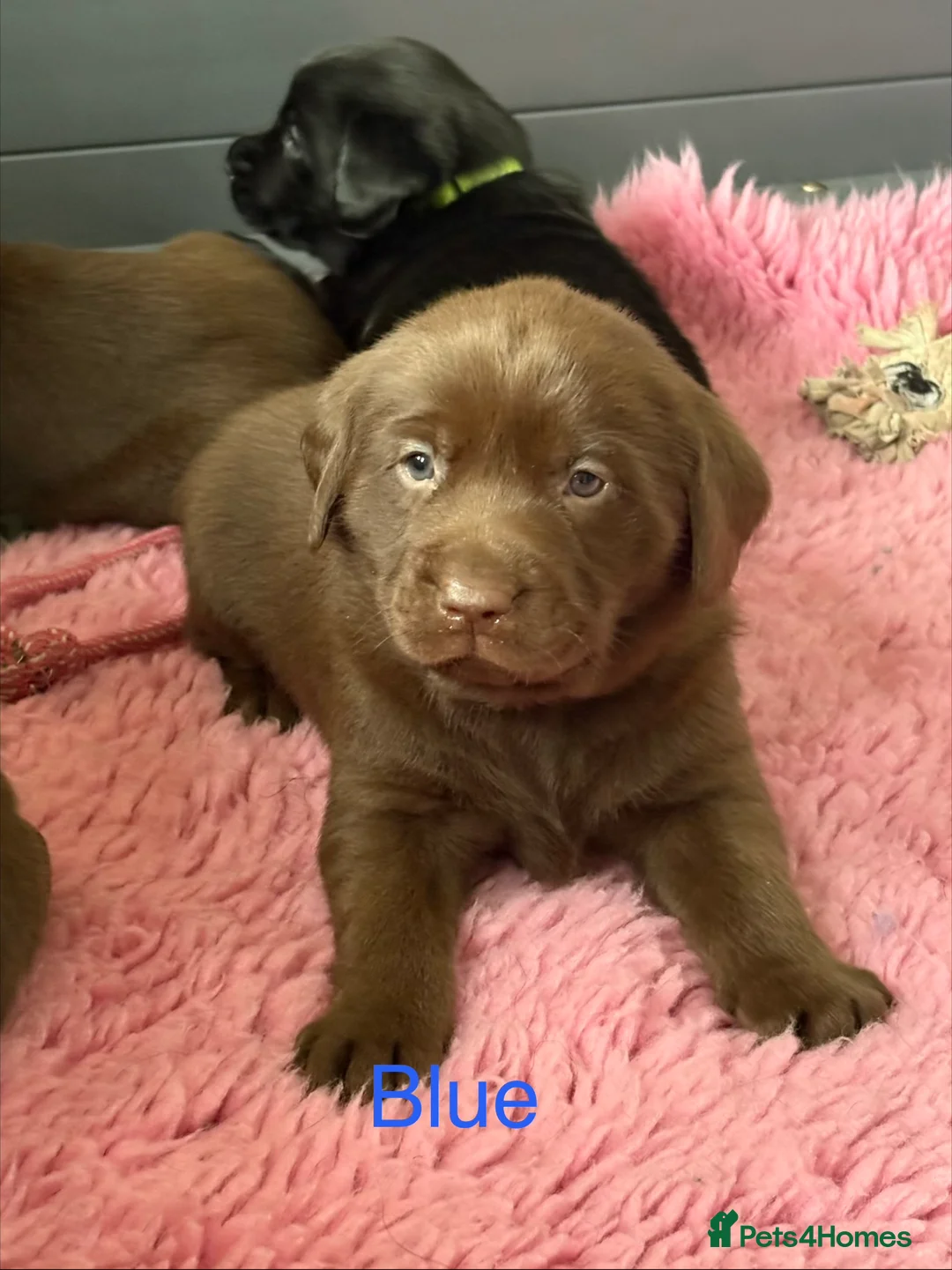 Labrador Retriever dogs for sale: Gorgeous KC, Charcoal, Chocolate and Black Labs - Advert 22