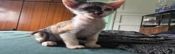 Sphynx cats for sale: Sphynx / Devon Rex Mix Kittens Ready Homes - Advert 14