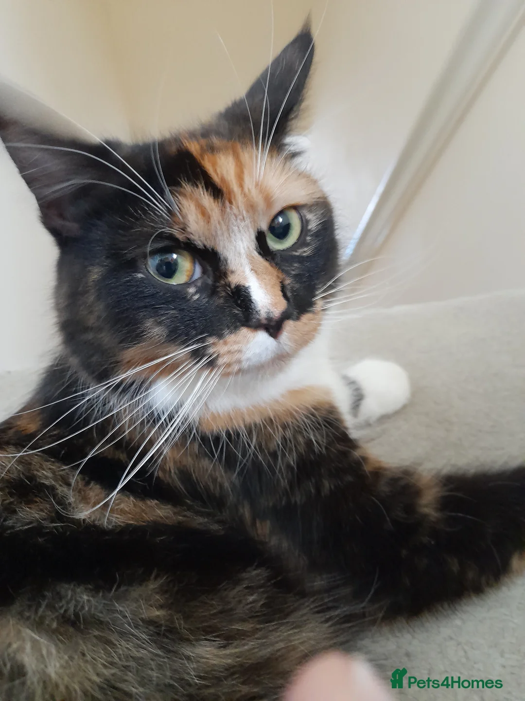 Mixed Breed cats for sale: 3 kittens ginger male and two long-hair female  in Swindon - Advert 2