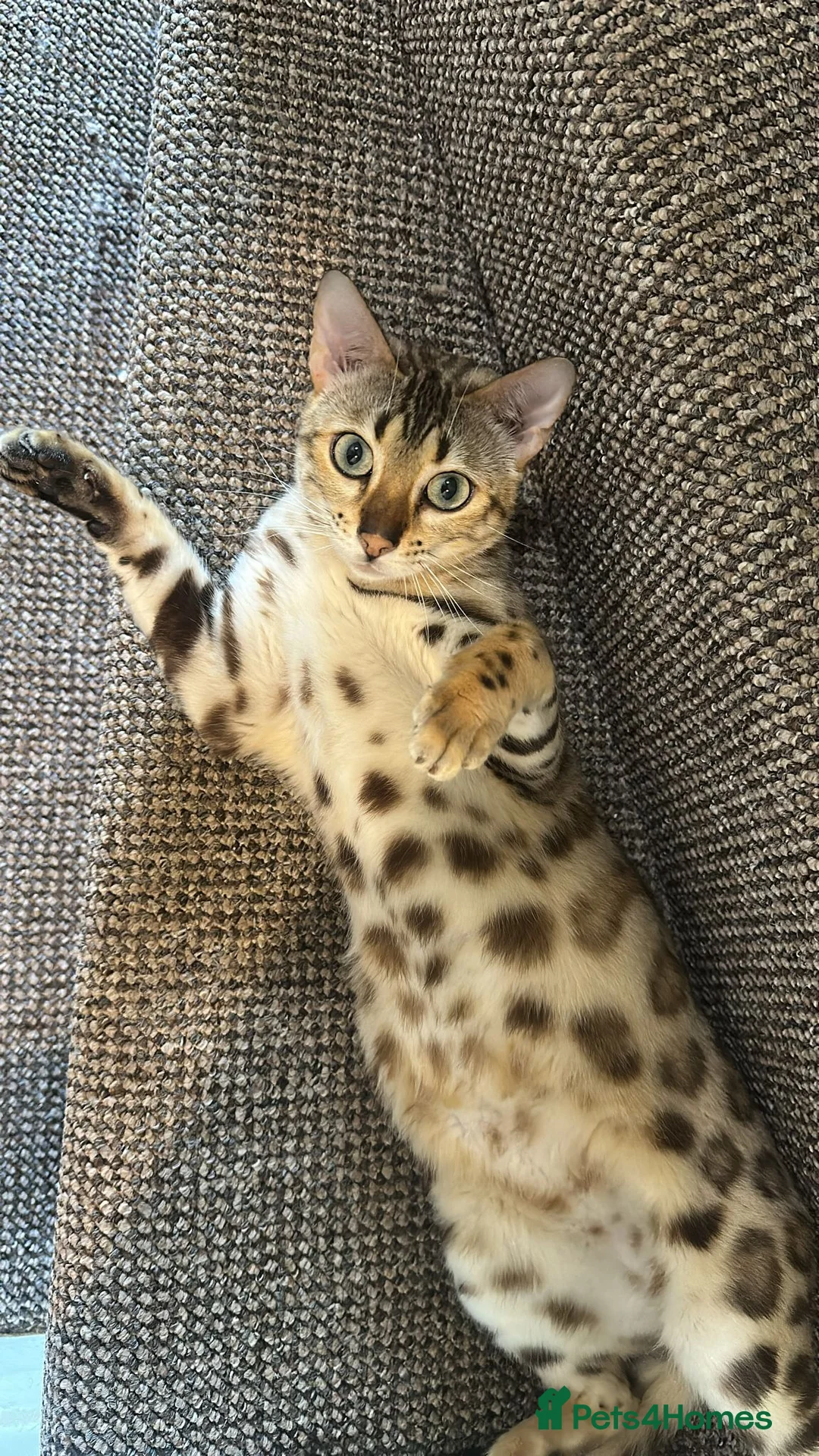Bengal cats for sale: Loving Bengal awaiting furever lap - Advert 2