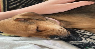 Mixed Breed dogs - Advert 16