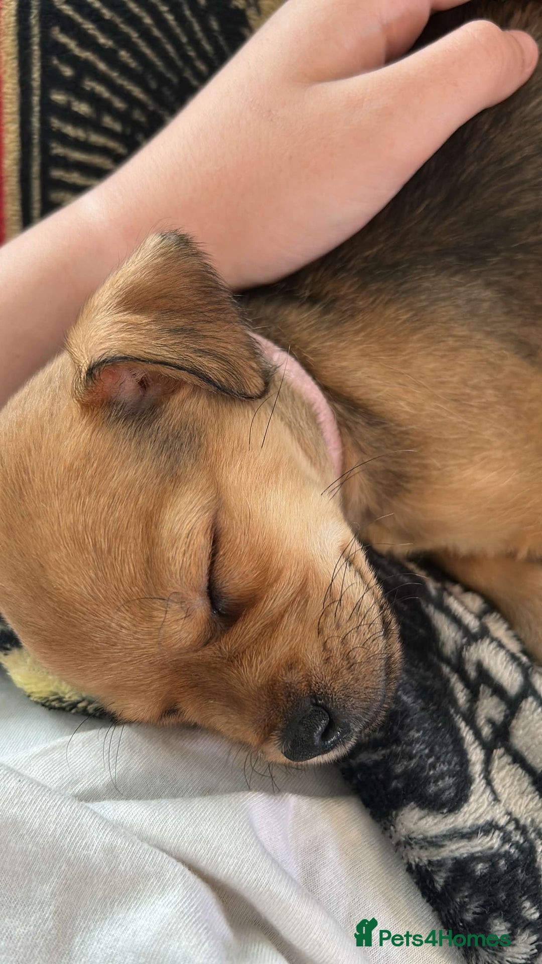 Mixed Breed dogs for sale:  Puggle x Patterdale Puppies - Image 6