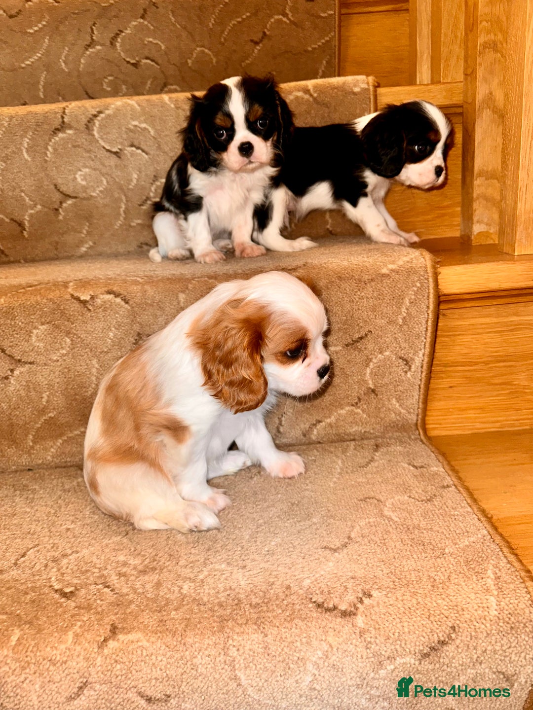 Cavalier King Charles Spaniel dogs for sale: Cavalier King Charles puppy’s  - Advert 7