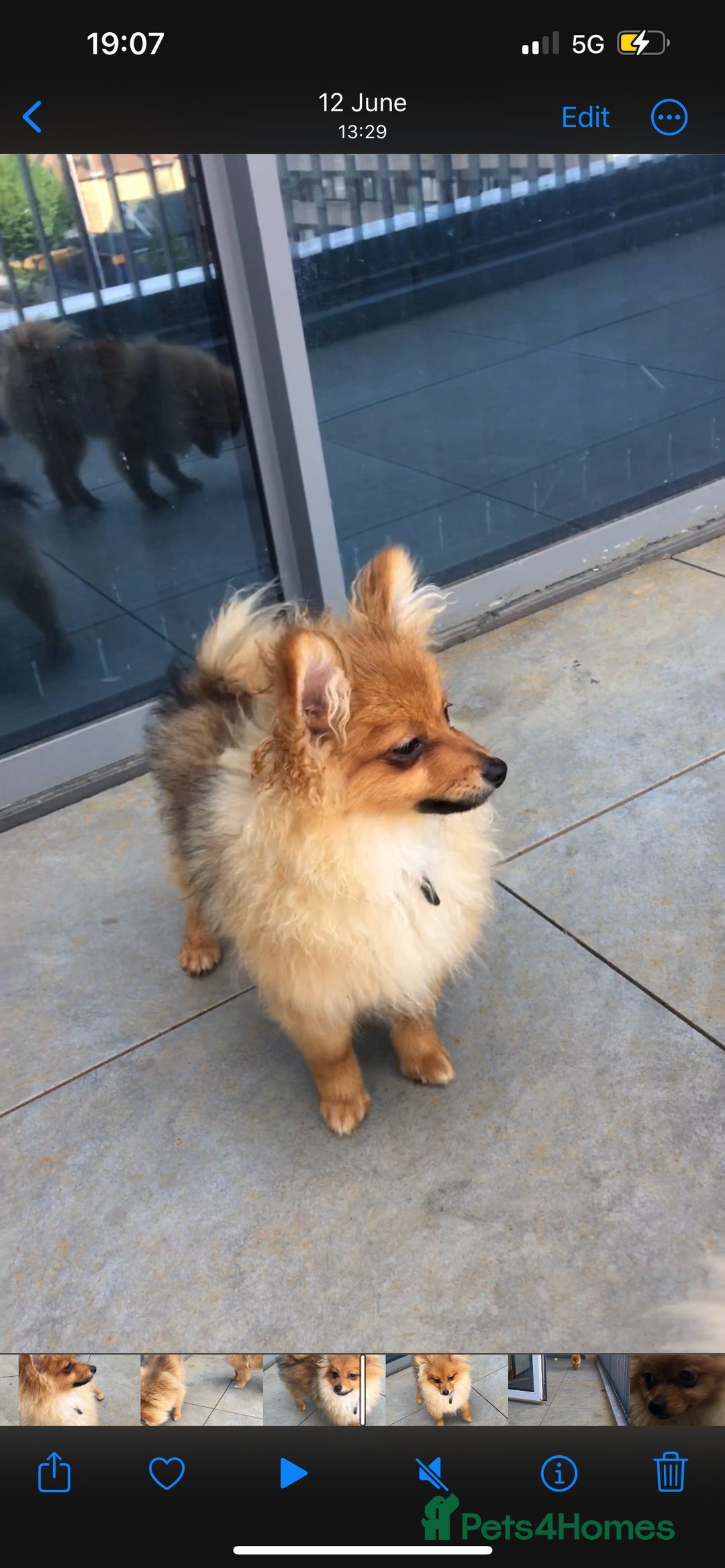 Pomeranian dogs for sale: Pomeranian Trio☘️, 3 pups remaining  in Romford - Image 4