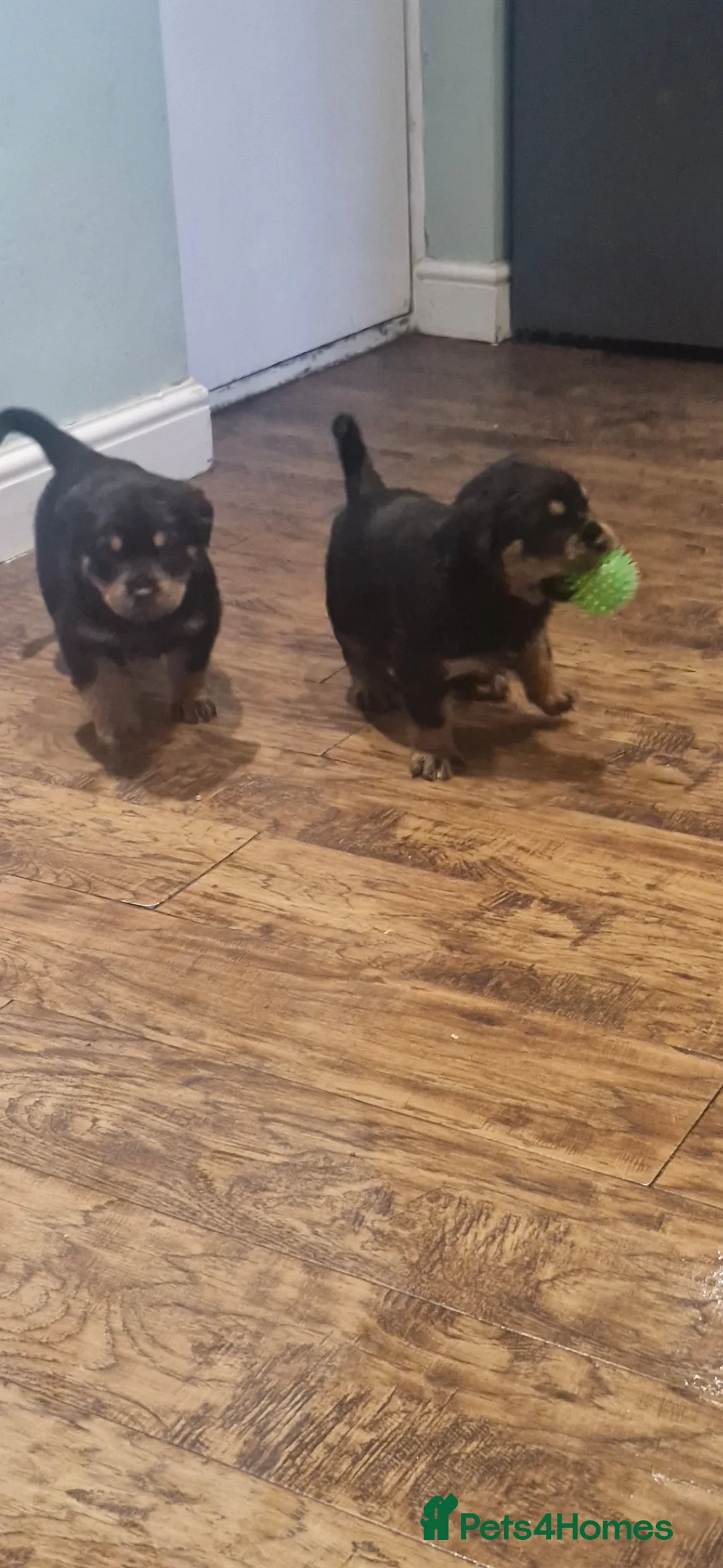 Rottweiler dogs for sale: Beautiful Rottweiler pups - Advert 4