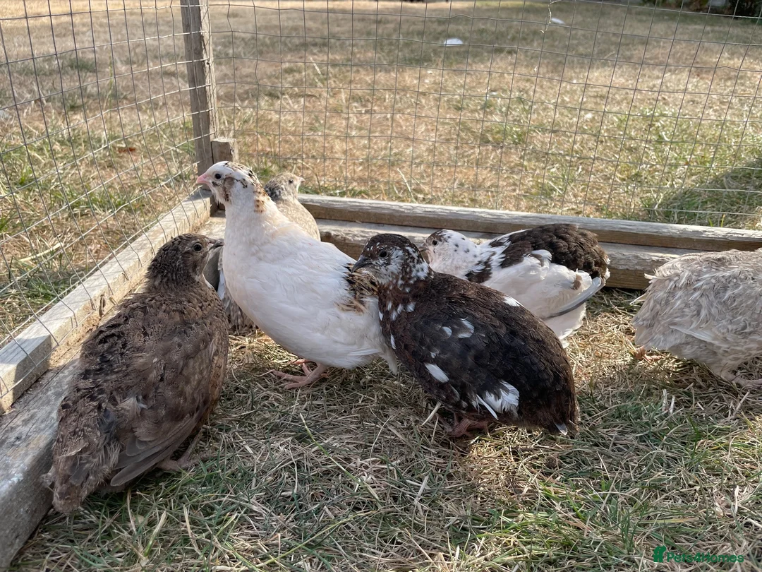 Quail poultry for sale: Piebald and Mixed Colours Coturnix Quails  - Advert 2