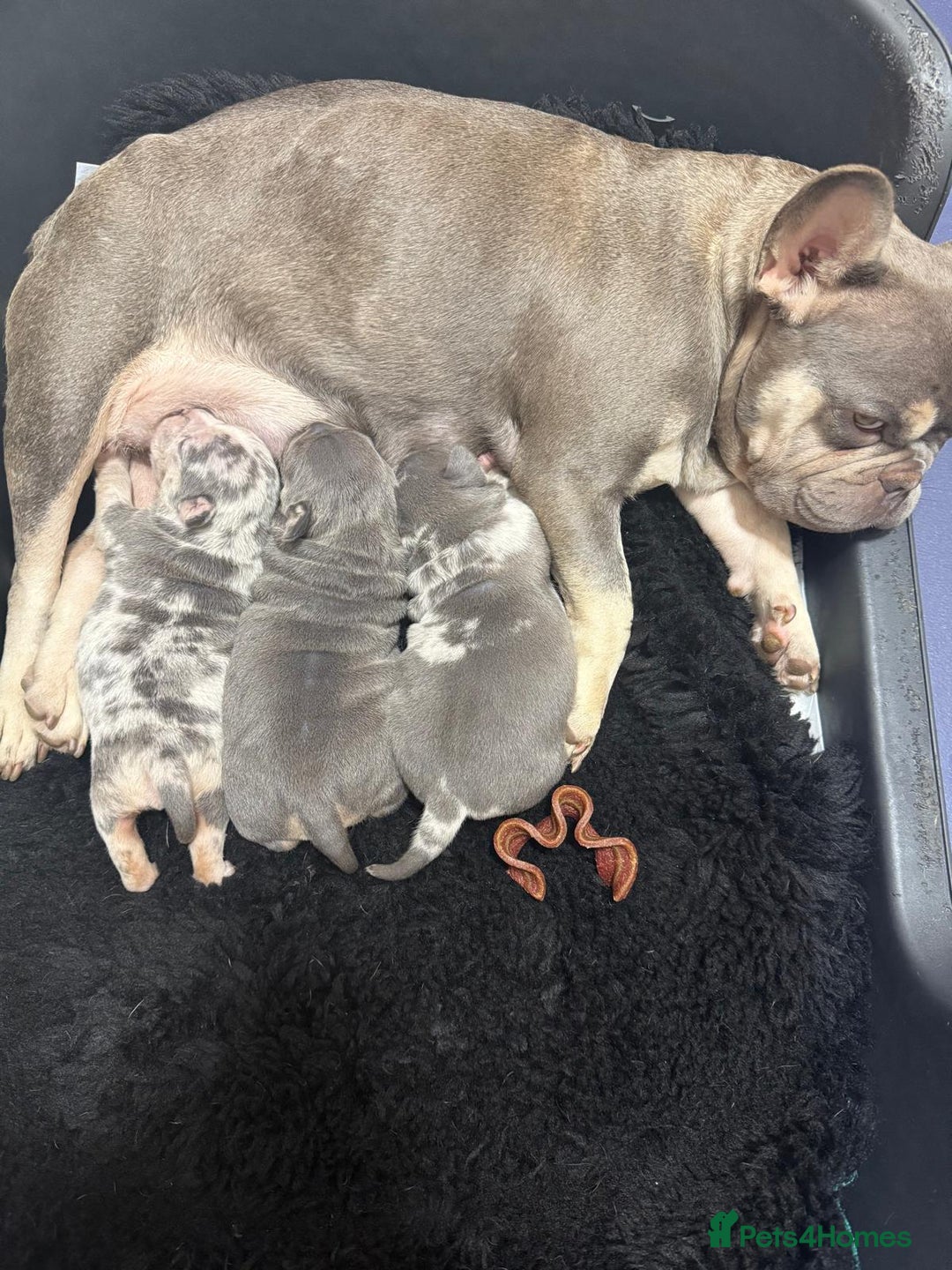 Mixed Breed dogs for sale: Pocket bully cross french bulldog  - Image 2
