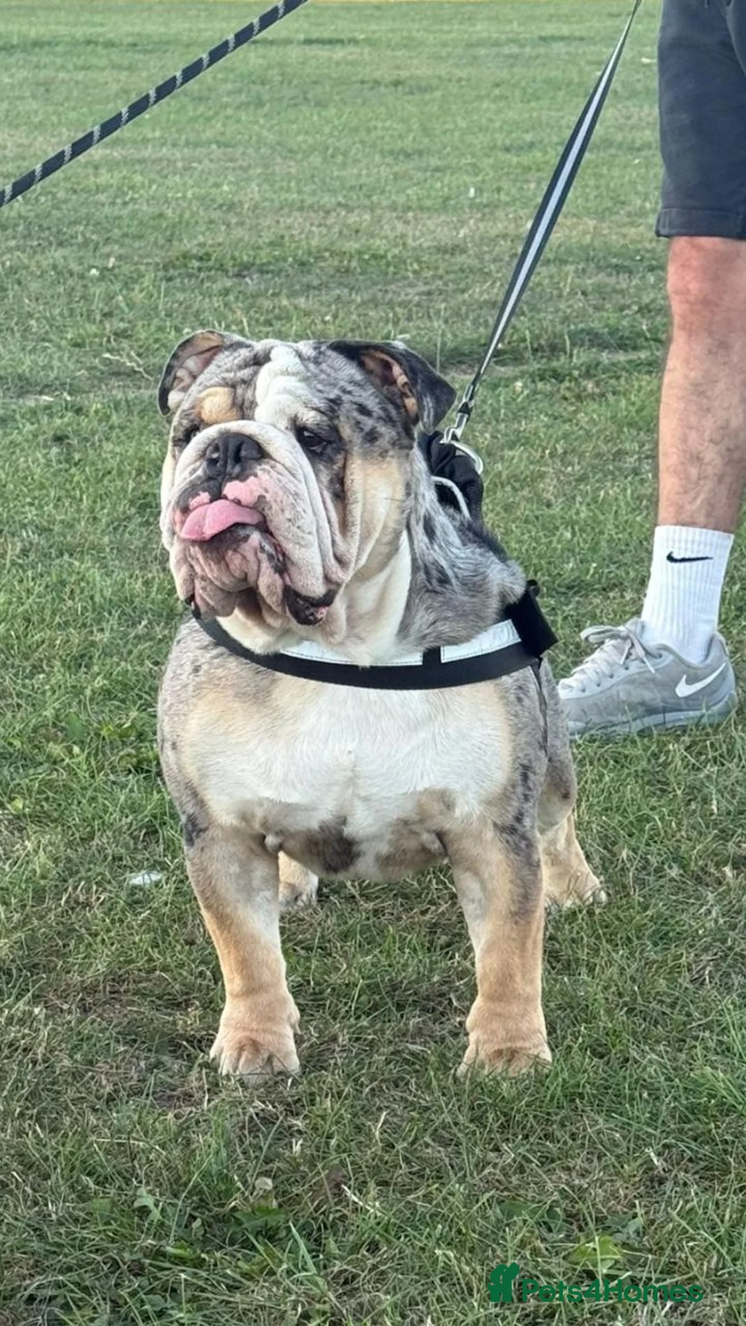 English Bulldog dogs for stud: Merle English bulldog for stud - Advert 2
