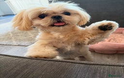 Shih Tzu dogs for sale: 2 Stunning Genuine Imperial ShihTzu's  - Image 4