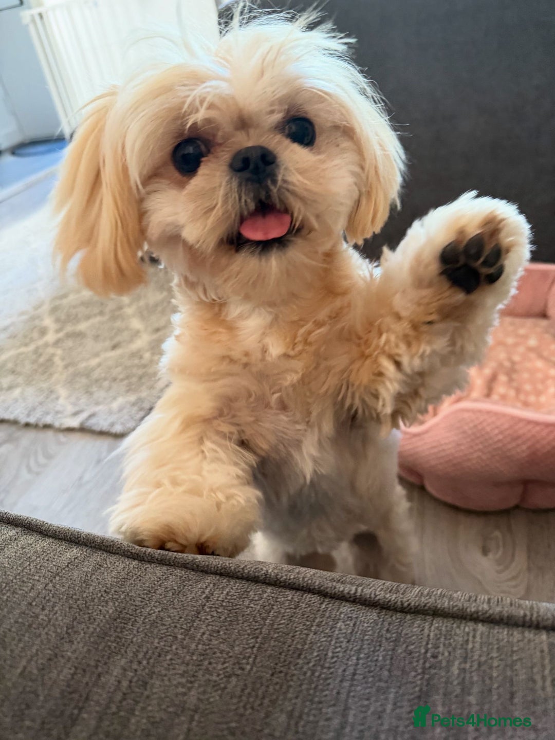 Shih Tzu dogs for sale: 2 Stunning Genuine Imperial ShihTzu's  - Image 4